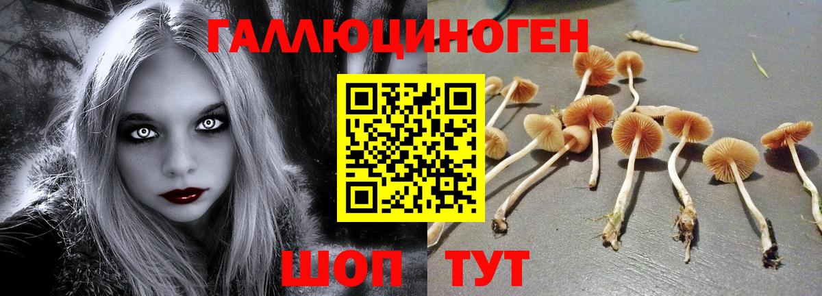 Владивосток  Галлюциногенные грибы Psilocybe  Вход с VPN 